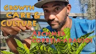 Aechmea correia-araujoi Growth Care & Culture