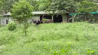 Ostrich bird