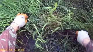 поход за пиявкой.