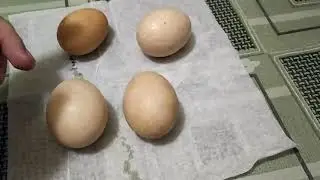 Какие яйца не нужно закладывать в инкуботор?