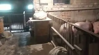 Раздаю антибиотики-КРАПИВА!