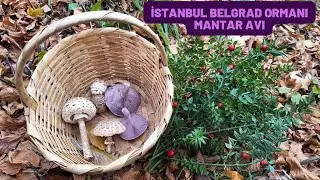 İstanbul Belgrad Ormanı Mantar Avı Aralık 2024