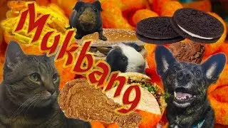 Mukbang with Pets