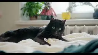 Look at me, I'm the black panther