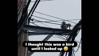 I thought this was a bird until I looked up