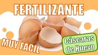 Aprovecha tus CÁSCARAS DE HUEVOS como FERTILIZANTE | ABONO de CALCIO para tus PLANTAS