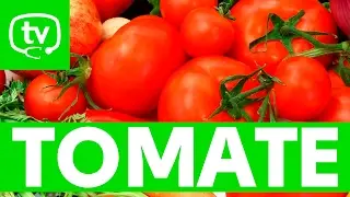 El tomate y sus propiedades nutritivas