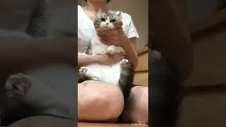 комару сидит 