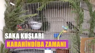 Saka Kuşları Bahçeden Taze Taze Karahindiba Afiyet Olsun Canlara ❤❤