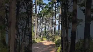 Huckleberry Hill Loop Trail - Monterey California