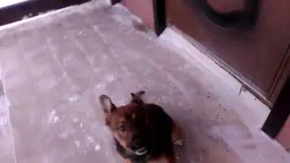 Рэкс
