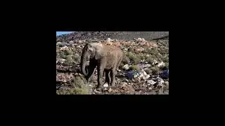 Elephant crashes the pool party