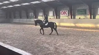 Bourani (Bordeaux x Don Davidorf x Sandro Hit)
