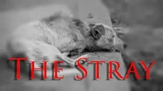 The Stray by Frank Everest