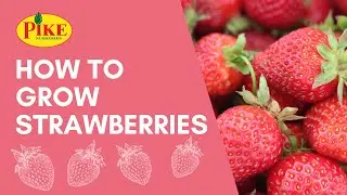 How to Grow Strawberries