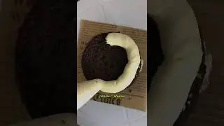 Как тебе тортик «Баунти»? По заказу пиши в инст annslim_cakes 