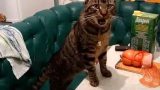 кот Илюша и котенок Тимоша