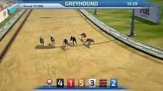 Best Dog Betting Game | Greyhound Racing game 3D virtual dogs InbetGames