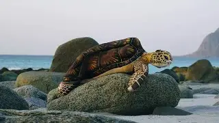 Sea Turtle illusion by the Arctic Ocean