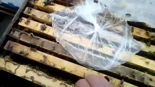 В какой момент семья готова для расширения? Пчёлы готовы 2019