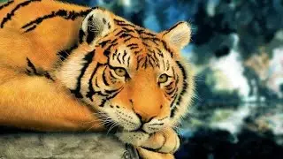 Tyger! Tyger! burning bright ~ poem reading with text