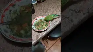 Волнистый попугае ест суп))) интересные и смешные истории .Часть3