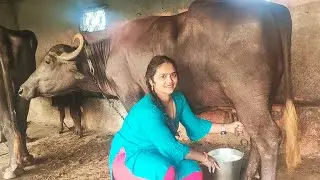 Buffalo milking by hand.... Village real life vlogs
