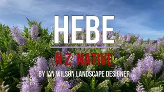 Hebe - What you need to know, Which ones to choose.