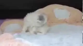 Şunun Tatlılığına Bakarmısınız :D