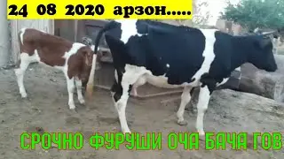 Барои шумо бо срочно фуруши говои...