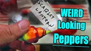 WEIRD LOOKING PEPPERS Comparison - Chili Pepper Reviews