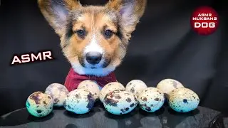 ASMR Mukbang Quail Eggs 🐣 Corgi Dog Eating 11 🐕