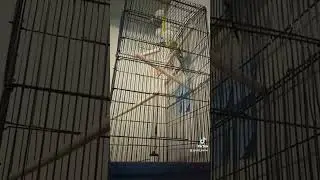 новый житель в доме #пернатые #волнистыйпопугайчик