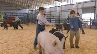 Routt County Fair 2020 Swine Show