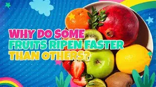 Why do some fruits ripen faster than others?