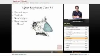 "Respiratory System" | Anatomy & Physiology with Educator.com