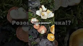 Found a mushroom 💎RUBY💎! A precious rare mushroom!? Pink chanterelle!