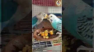 LOVE BIRD'S CAGE MAINTAIN 🐦💯💥