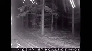 smečka vlků v Lužických horách( Wolf pack in the Lusatian Mountains )