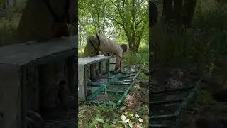 Фазанчики в новую жизнь #охота #automobile #косуля #еда #кабаны #food #лоси #animals #собака