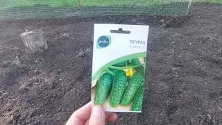Сажаю огурцы в открытый грунт семенами