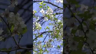 🍒 Японские вишни 💫  