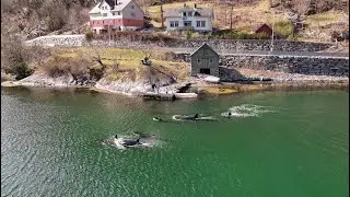 Orcas In The Hardangerfjord - Granvin 19.04.22