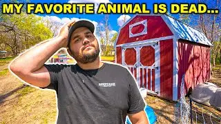 My FAVORITE Backyard Farm Animal is DEAD.... (How Did This Happen?)