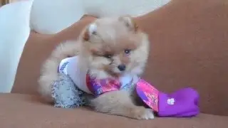 Милый шпиц ест медведя