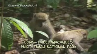 Long-tailed macaque in Bukit Timah National Park - Singapore