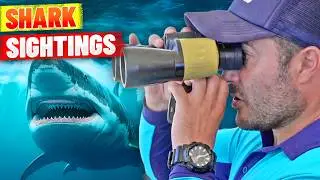 Scary Shark Sightings on The Busiest Beach in Australia