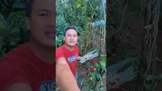 ngerah bakal jangan koro uceng