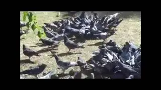 ОТ РАССВЕТА ДО МИРА