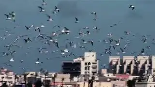 Flussi primaverili